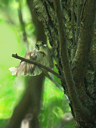 Chestnut-Sided Warbler and prey