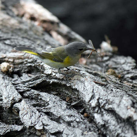 Redstart's lunch