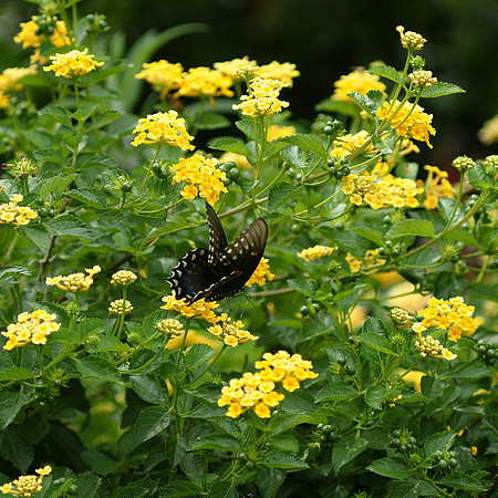Black Swallowtail butterfly