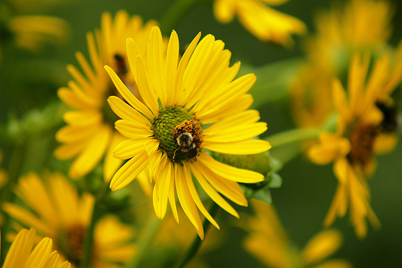 In yellow