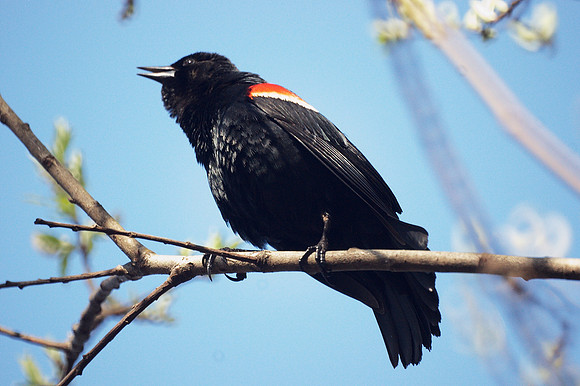 Red-Winged Blackbird