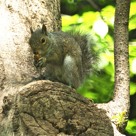 squirrel fast food