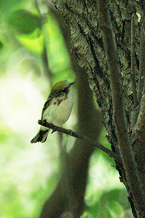 Chestnut-Sided Warbler, Central Park
