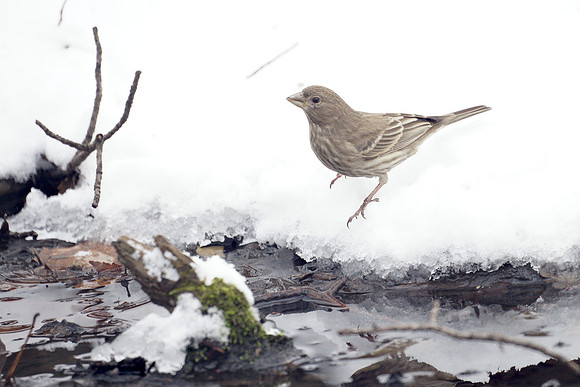 House Finch, Azalea Pond