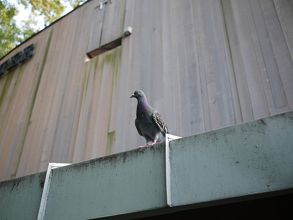 Delacorte Theater pigeon