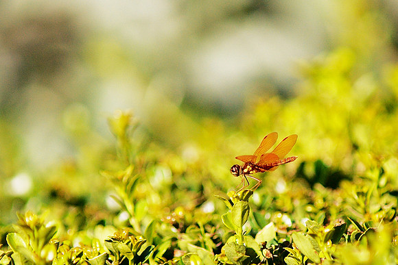 on the hedge