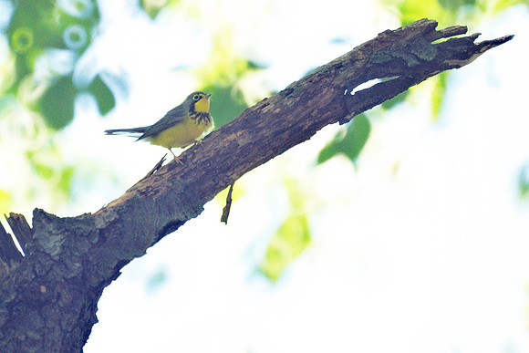 Canada Warbler, Central Park
