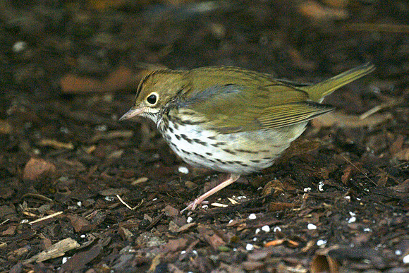 Ovenbird, Bryant Park