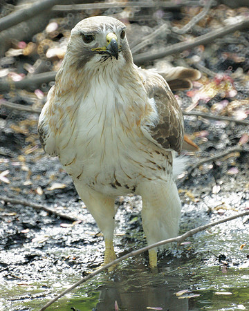 Pale Male