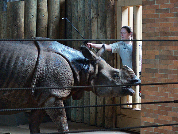 Washing the Rhino