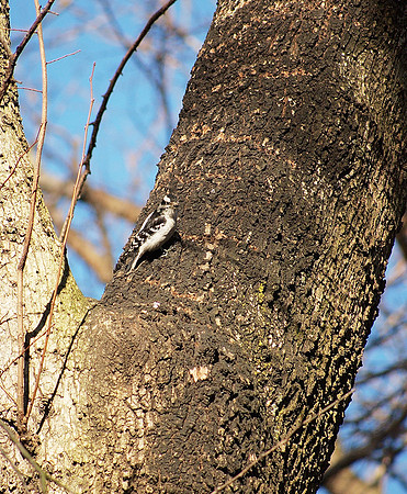 Downy Woodpecker