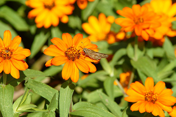 Skipper and Zinnia