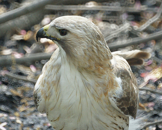 Pale Male