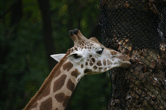 Giraffe, Bronx Zoo