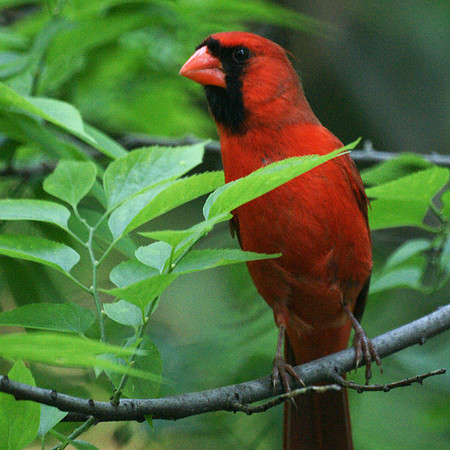 Cardinal, Central Park