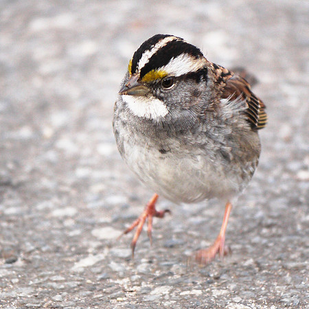 White-Throated Sparrow, Central Park