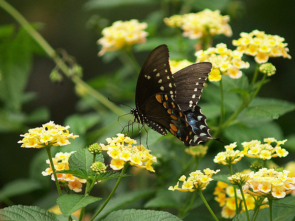 Black Swallowtail, Brooklyn Botanic Garden