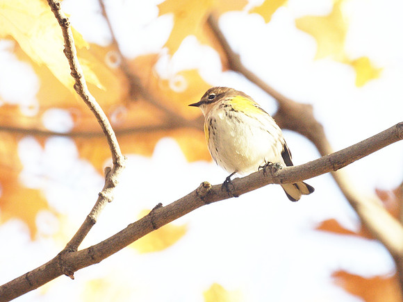 Yellow-Rumped Warbler, Central Park