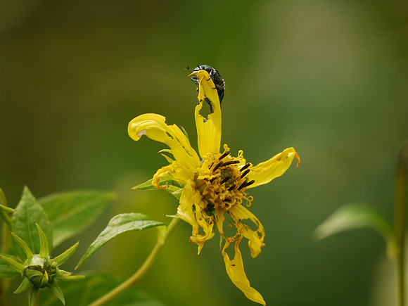 Japanese Beetle and daisy, rooklyn Botanic Garden