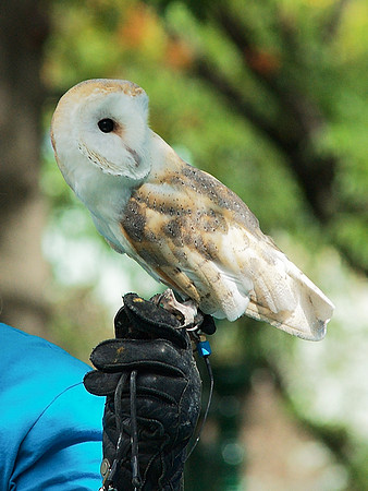 Barn Owl, Bronx Zoo