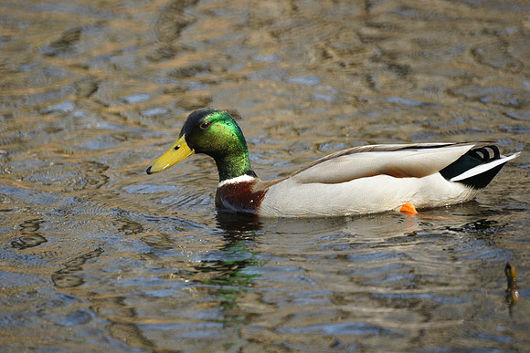 Mallard Duck, NY Botanical Garden