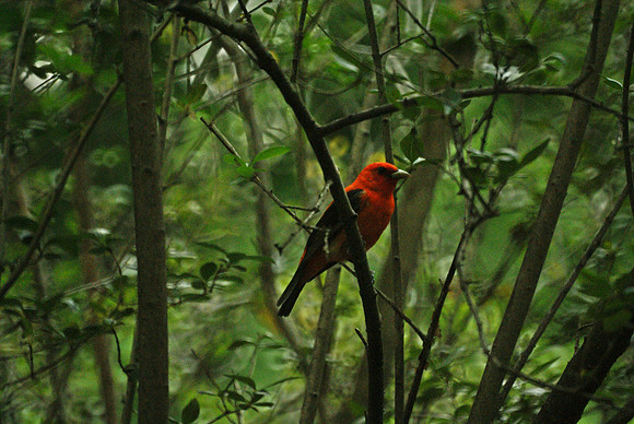 Scarlet Tanager, Central Park