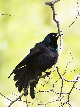 Ladies!  Ladies!  Grackle HERE, yo!