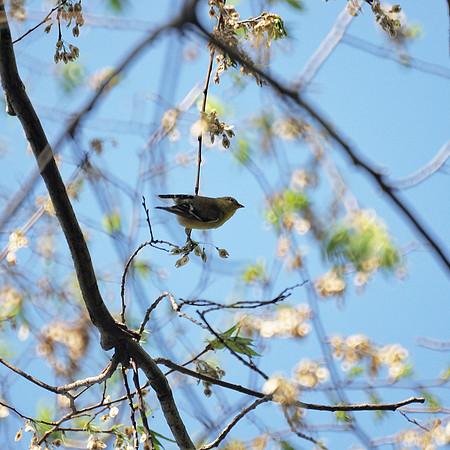 American Goldfinch, Central Park