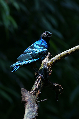 Metallic Starling, Central Park Zoo