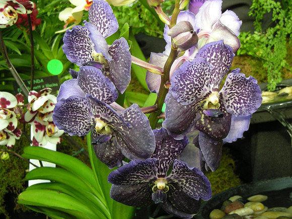 Vanda-TrevorRathbone2