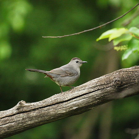 Catbird, Central Park