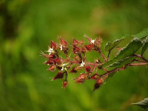 Wild raspberry