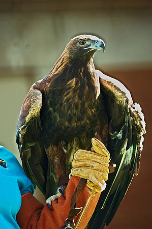 Golden Eagle