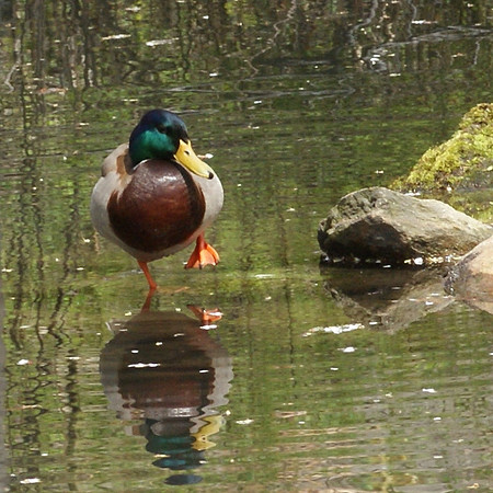 duck dance