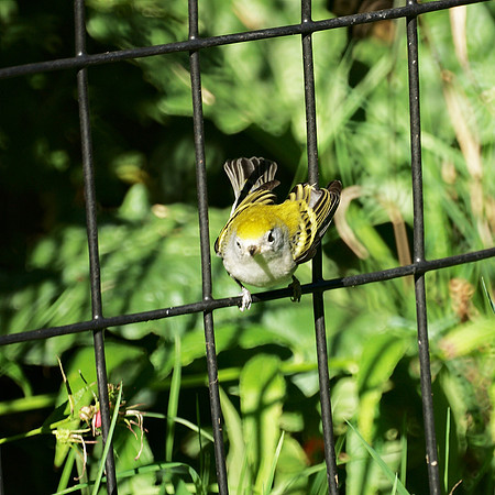 Chestnut-Sided Warbler, Central Park