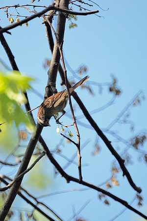 White-Throated Sparrow, Central park