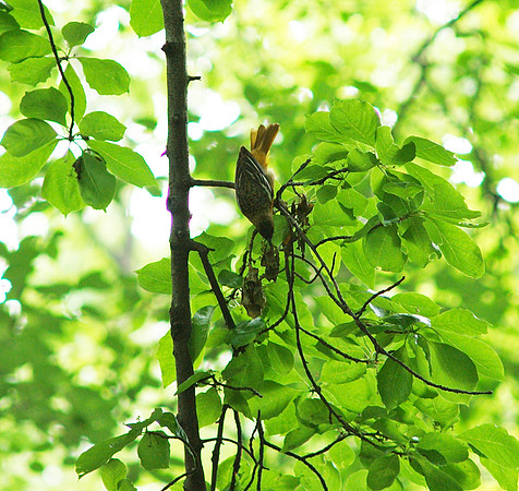 Baltimore Oriole, Central Park