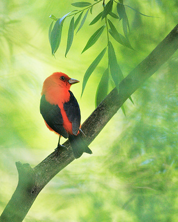 Scarlet Tanager, Central Park