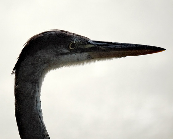 Great Blue Heron