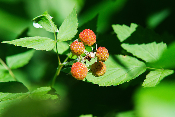 wild raspberries