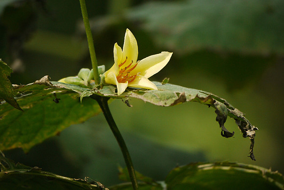 Brooklyn Botanic Garden
