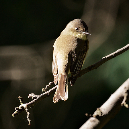Eastern Phoebe