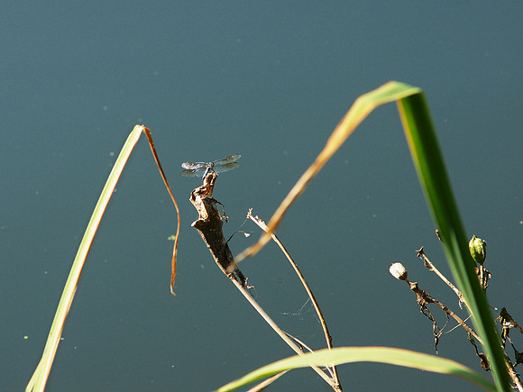 Dragonfly, Central Park
