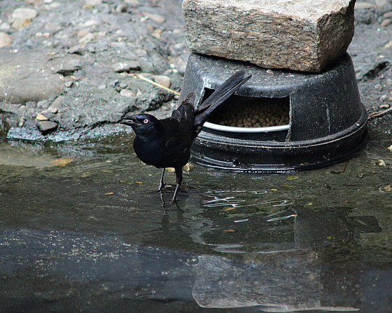Common Grackle, Central Park Zoo