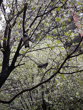 Pigeons and Callery Pear blossoms, Yorkville