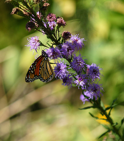 Monarch butterfly