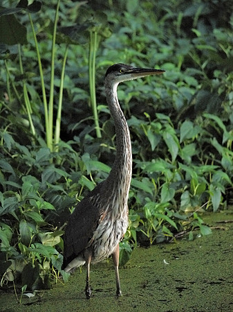 Great Blue Heron, Turtle Pond