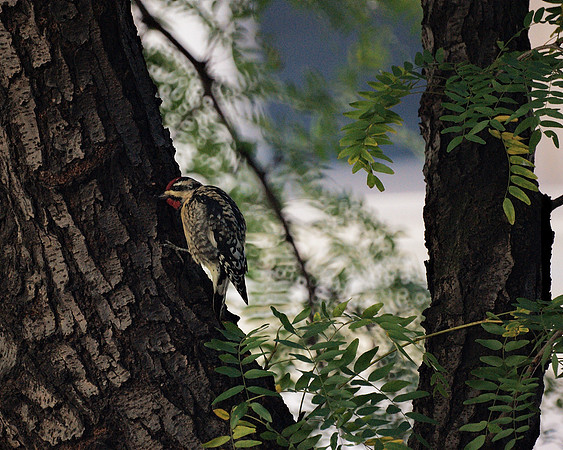 Yellow-Bellied Sapsucker, Fifth Avenue