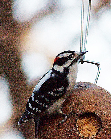 Downy Woodpecker (male)