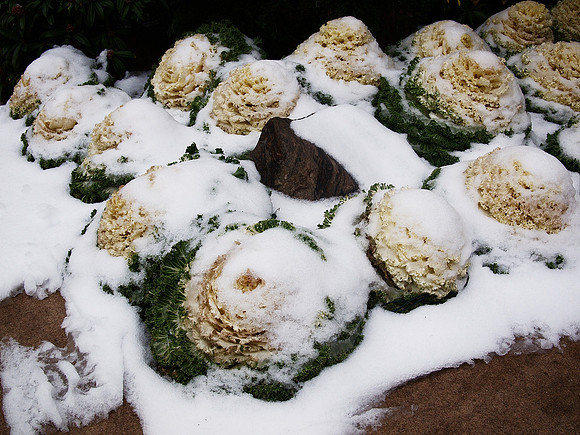 First Avenue: Flowering Kale in Snow